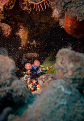 Odontodactylus scyllarus