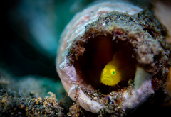 Lubricogobius exiguus