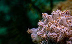 Hippolyte commensalis