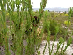 Leucadendron chamelaea