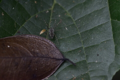 Dendrolycosa