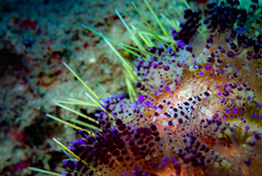 Periclimenes colemani