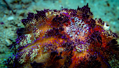 Periclimenes colemani