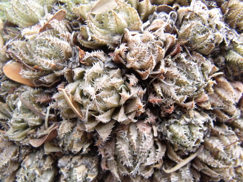 Haworthia herbacea