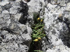 Ornithogalum rupestre