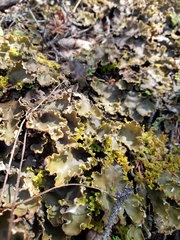 Peltigera leucophlebia