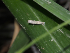 Culladia hastiferalis