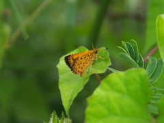 Ampittia dioscorides