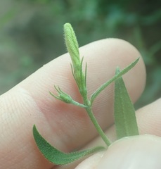 Haplophyton crooksii