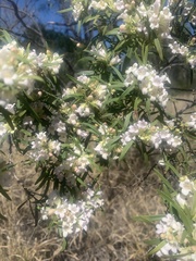 Eremophila mitchellii