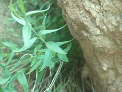 Haplophyton crooksii