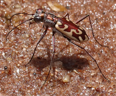 Ellipsoptera