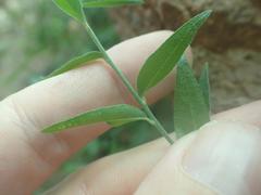 Haplophyton crooksii