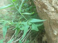 Haplophyton crooksii