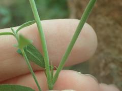 Haplophyton crooksii