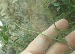 Haplophyton crooksii