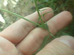 Haplophyton crooksii