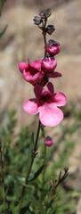 Diascia integerrima