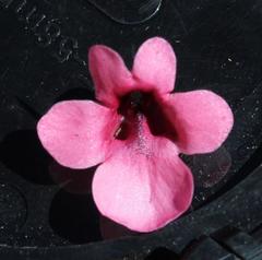 Diascia integerrima