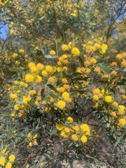 Acacia ixiophylla
