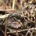 Dry Forest Toad - Photo (c) Nestor Herrera, some rights reserved (CC BY-NC), uploaded by Nestor Herrera