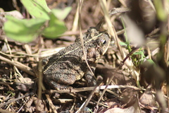 Incilius coccifer