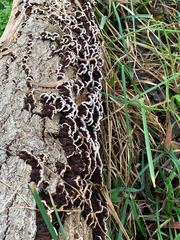 Datronia brunneoleuca