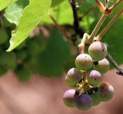 Vitis acerifolia
