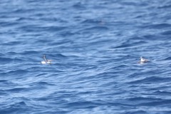 Phalaropus fulicarius