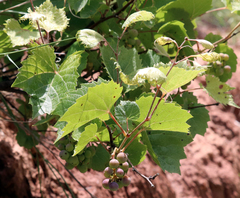 Vitis acerifolia