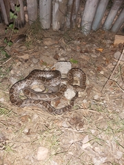 Pantherophis emoryi