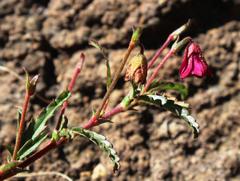 Hermannia coccocarpa