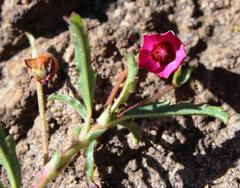 Hermannia coccocarpa