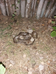 Pantherophis emoryi