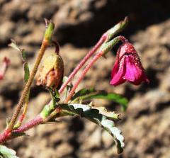 Hermannia coccocarpa