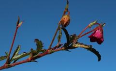 Hermannia coccocarpa