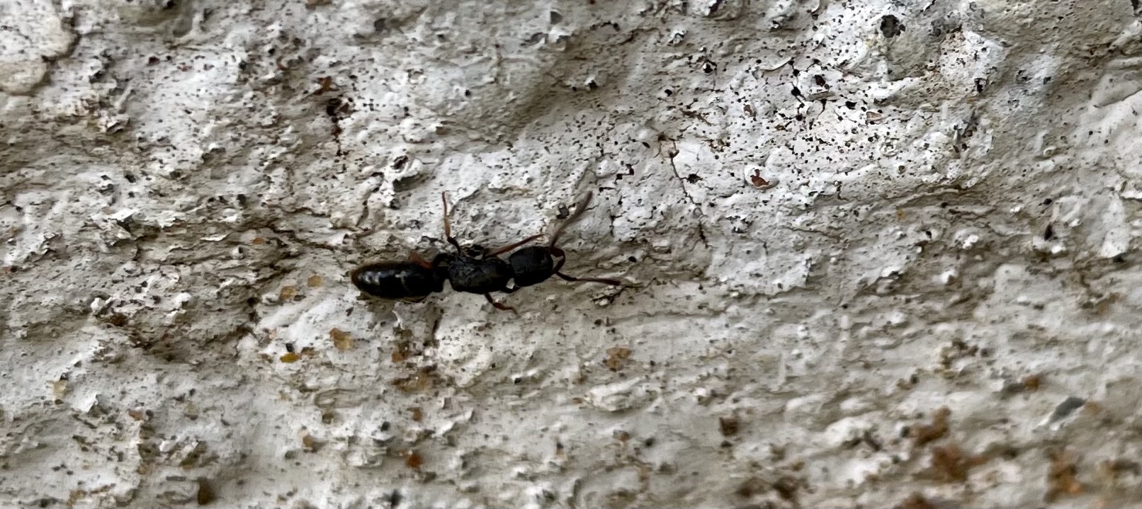 Ectomomyrmex annamitus