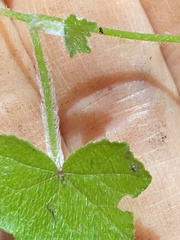 Hydrocotyle bowlesioides