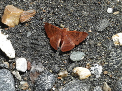 Emesis mandana