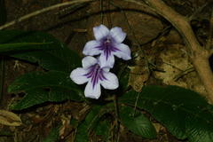 Streptocarpus primulifolius