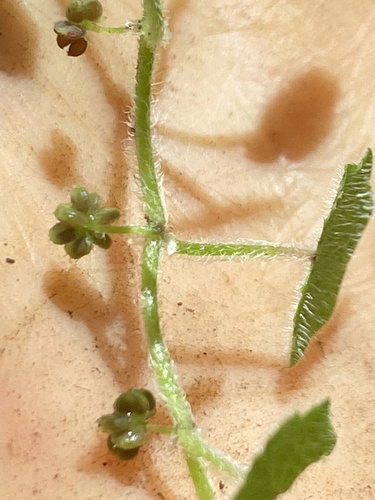 Hydrocotyle bowlesioides