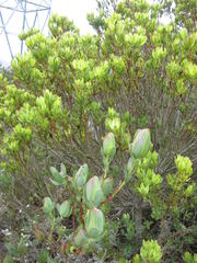 Leucadendron discolor