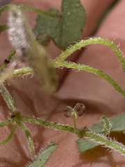 Hydrocotyle bowlesioides