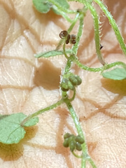 Hydrocotyle bowlesioides