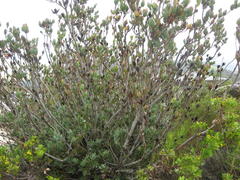Leucadendron discolor