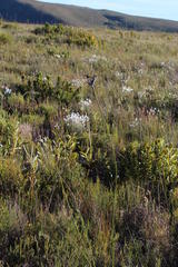 Bobartia longicyma longicyma