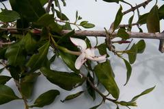 Hyperacanthus microphyllus