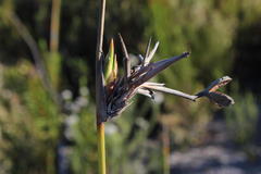 Bobartia longicyma longicyma