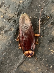 Periplaneta americana