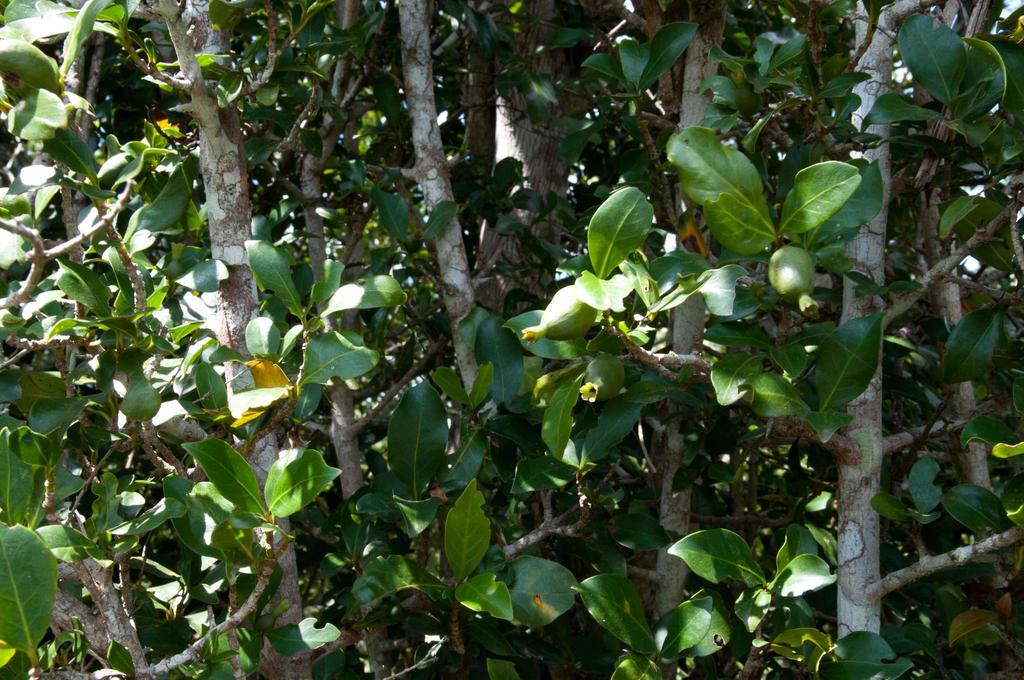 Tonga Thorny-Gardenia